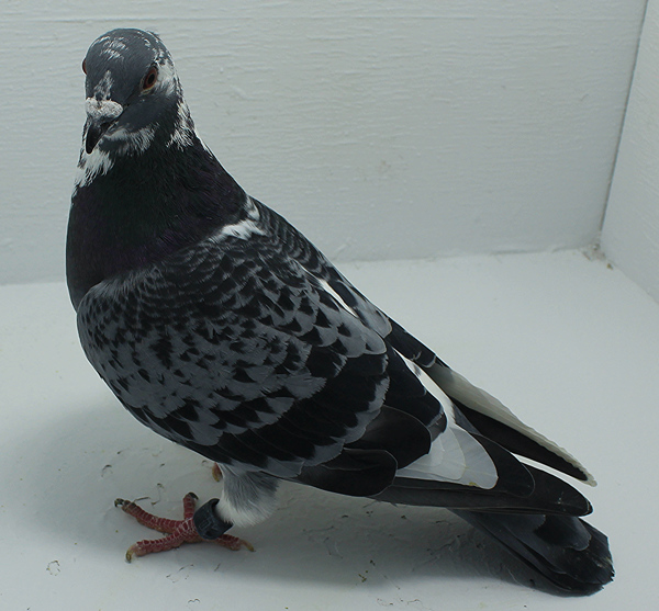 Band: AU 41439 AA 2025